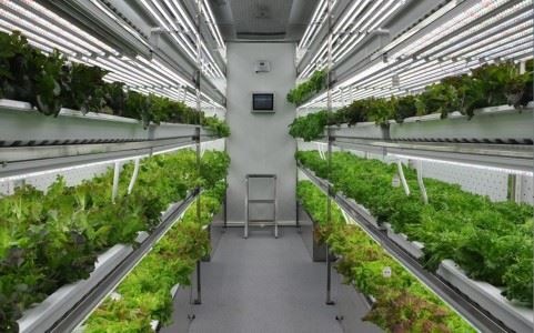 Container Plant Factory